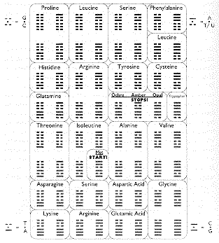 I Ching hexagrams equivalence to DNA